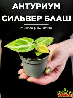 Антуриум Сильвер Блаш (Anthurium Silver Blush) D6см