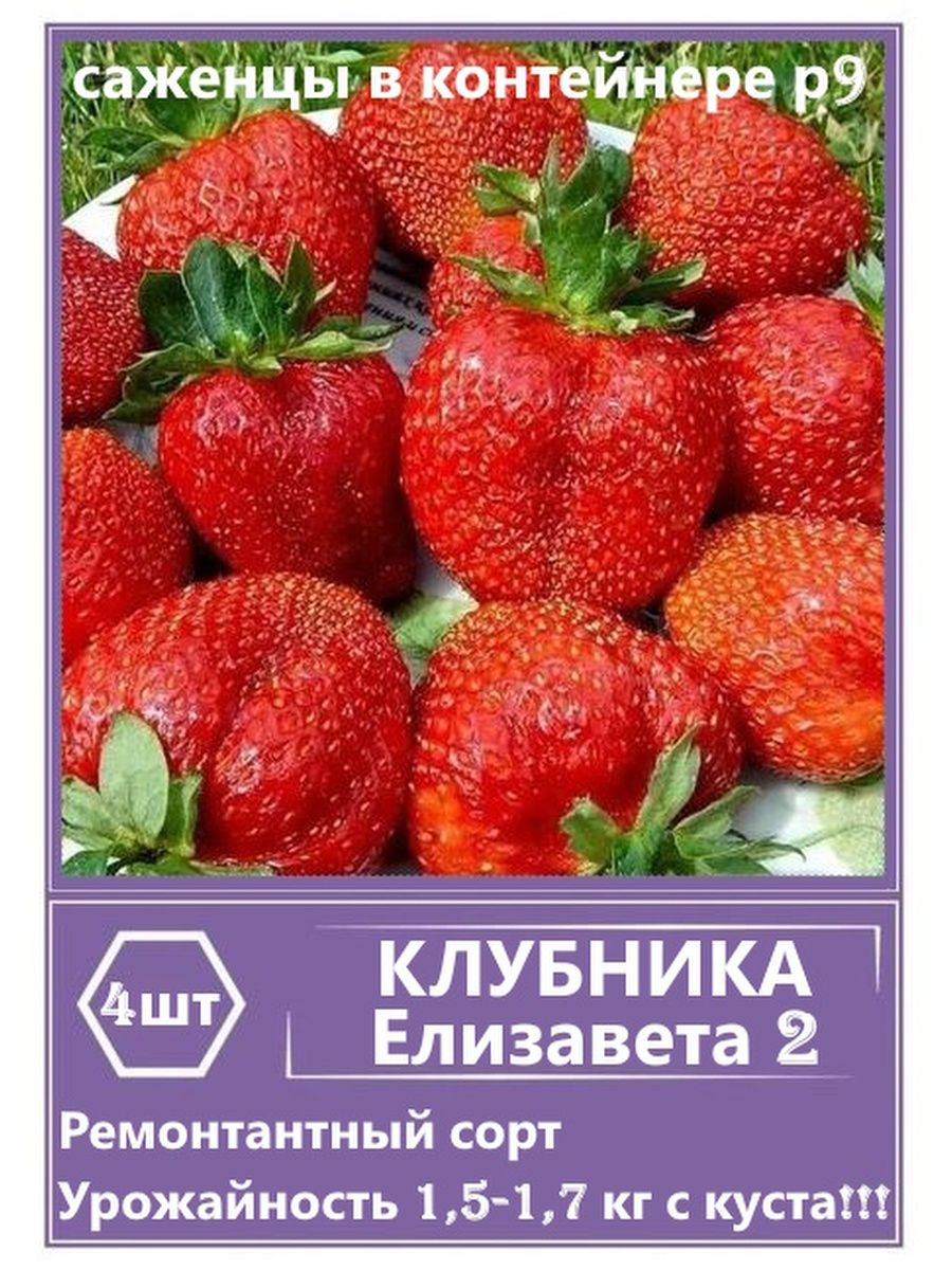 Клубника Елизавета 2 (4шт) радуга-дуга 166193997 купить в интернет-магазинеWildberries