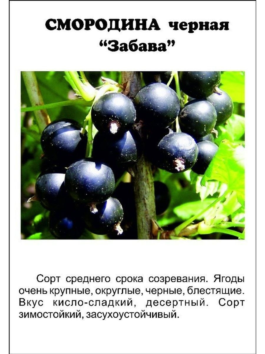 Описание темного. Черная смородина забава описание сорта. Смородина сорт забава. Описание сортов черной смородины. Смородина черная описание.