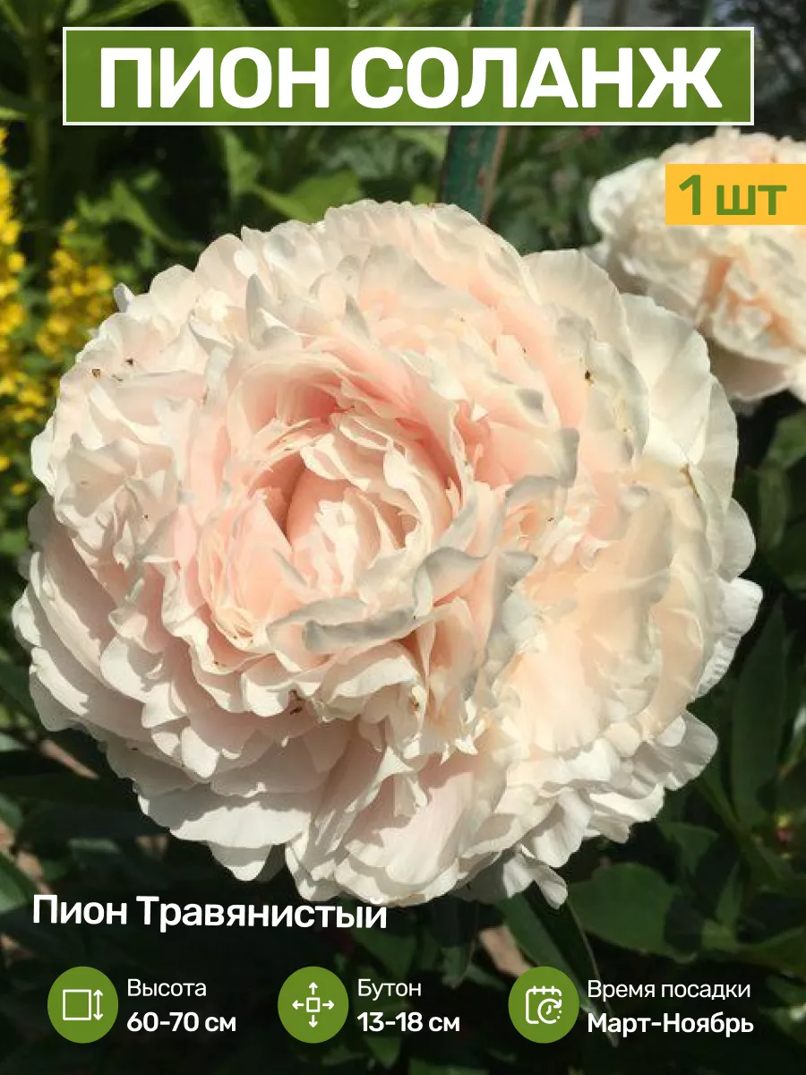 Купить Пионы Саженцы В Интернет Магазине Посадика