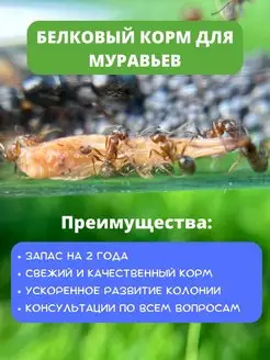 Корм для муравьев