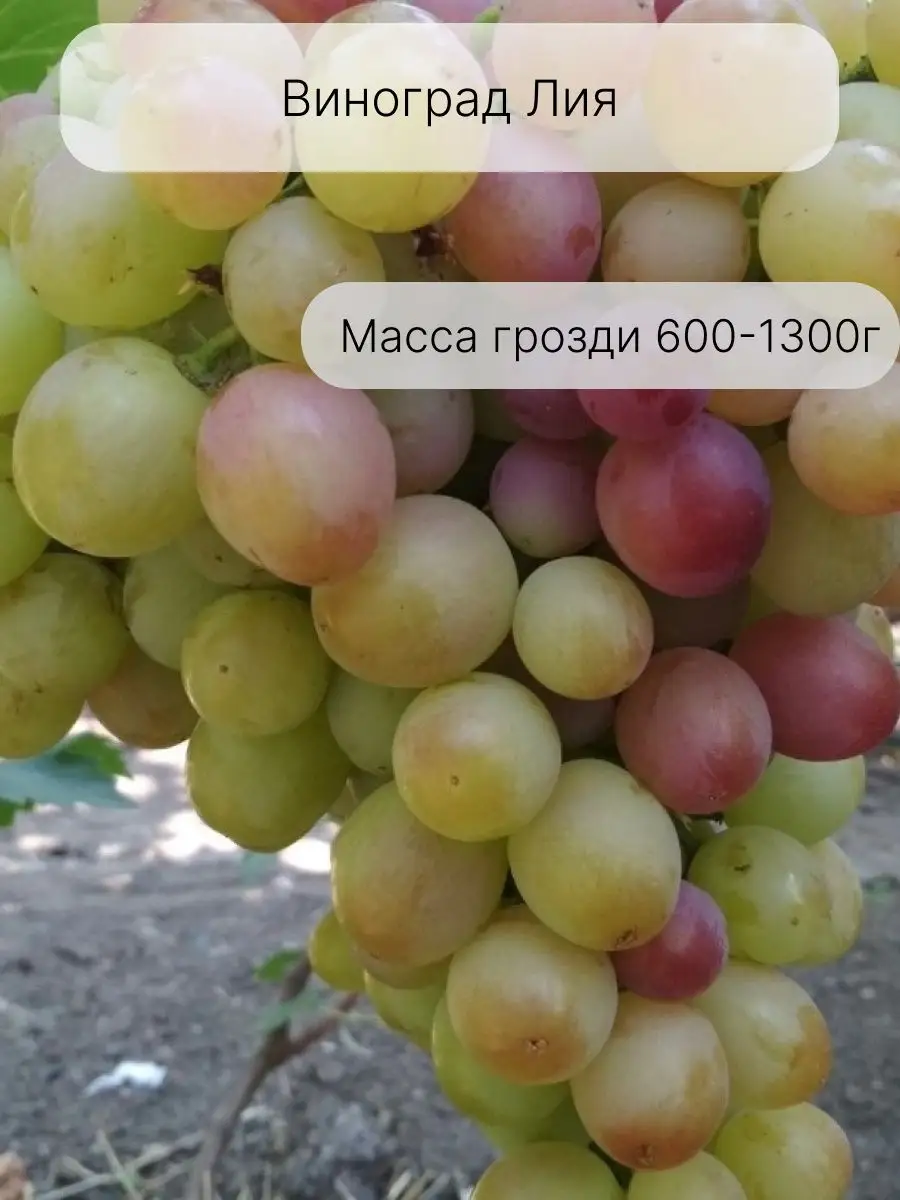 Саженец винограда Сад55 166408285 купить в интернет-магазине Wildberries