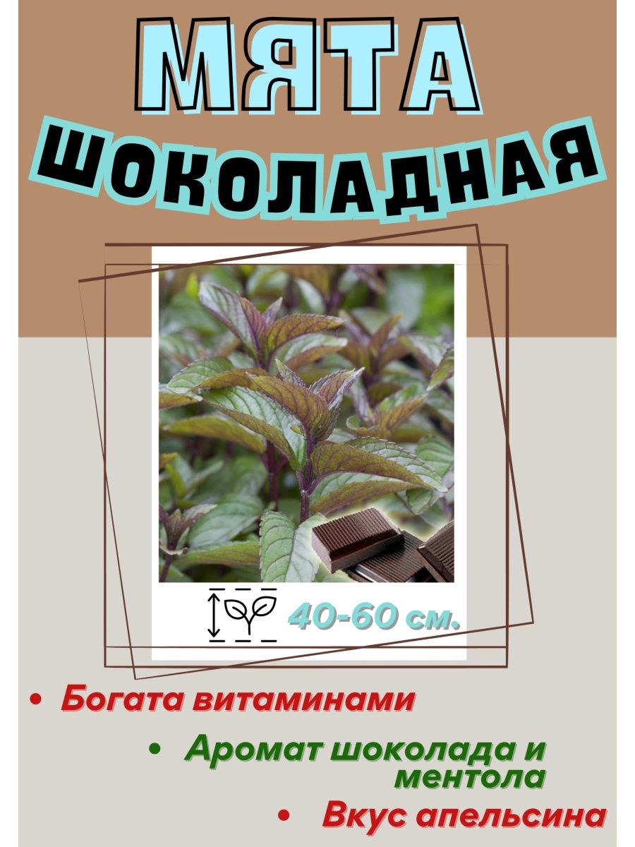 Мята шоколадная описание. Семена мяты шоколадной. Авито мята шоколадная саженцы. Ликер шоколад мята.