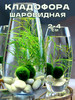 Кладофора 2-4см Маримо Декор для аквариума бренд Aqua_Plants продавец Продавец № 819452