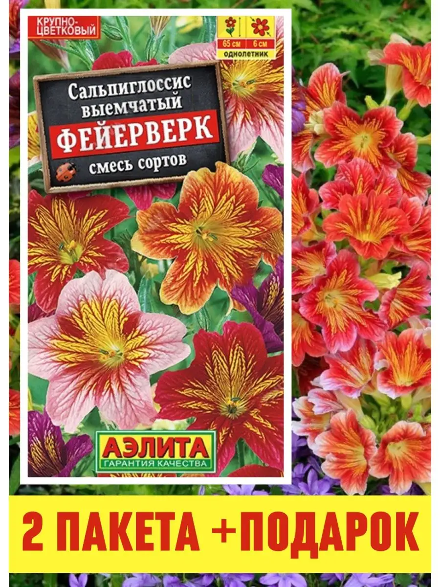Сальпиглоссис Купить