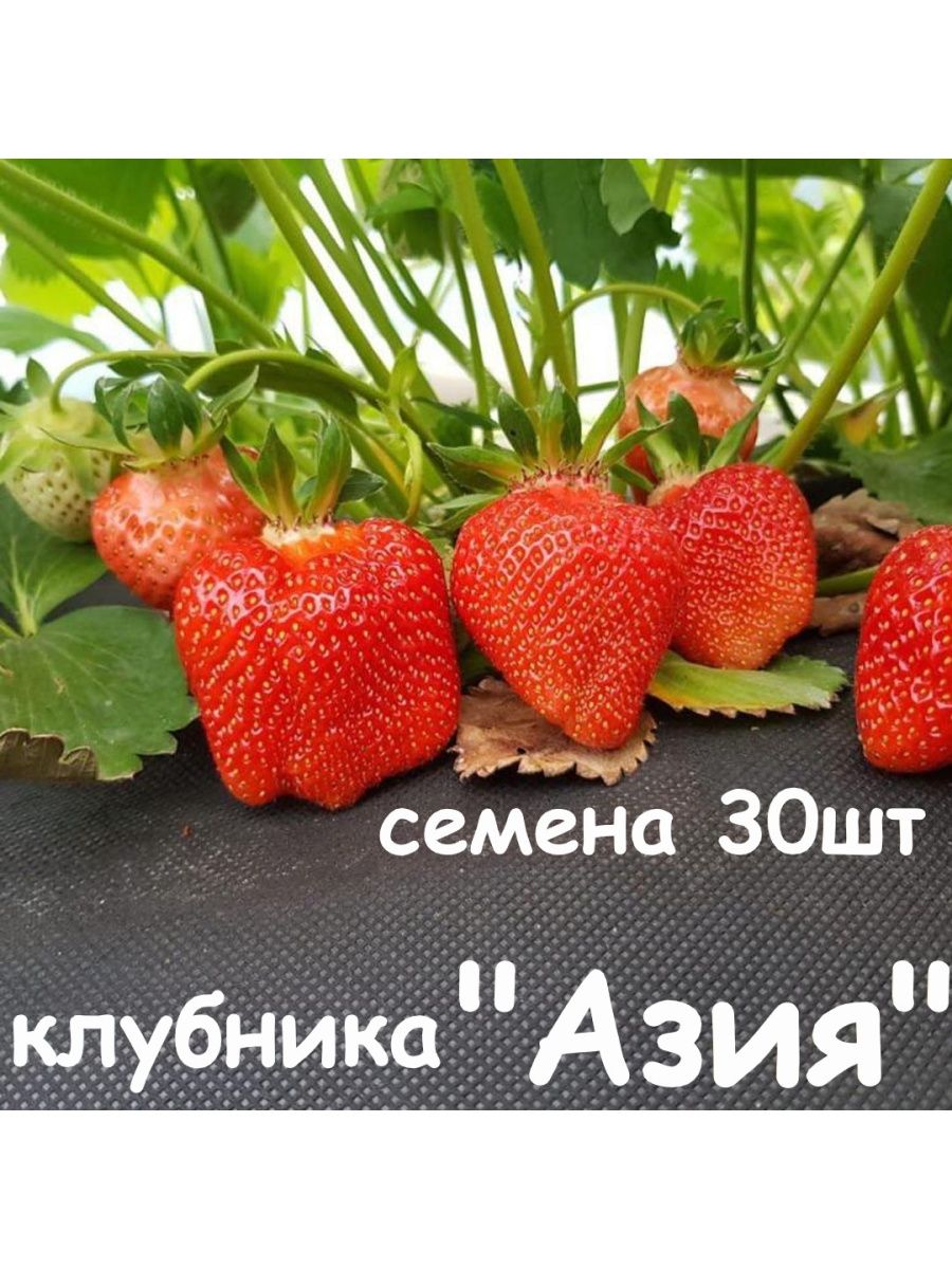 Семена клубники Азия 30шт Сад Философа 167725798 купить в интернет-магазинеWildberries