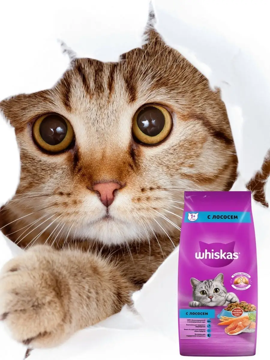 Whiskas TW - YouTube