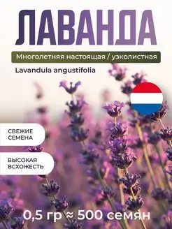 Лаванда семена цветов узколистная многолетняя 500 семян