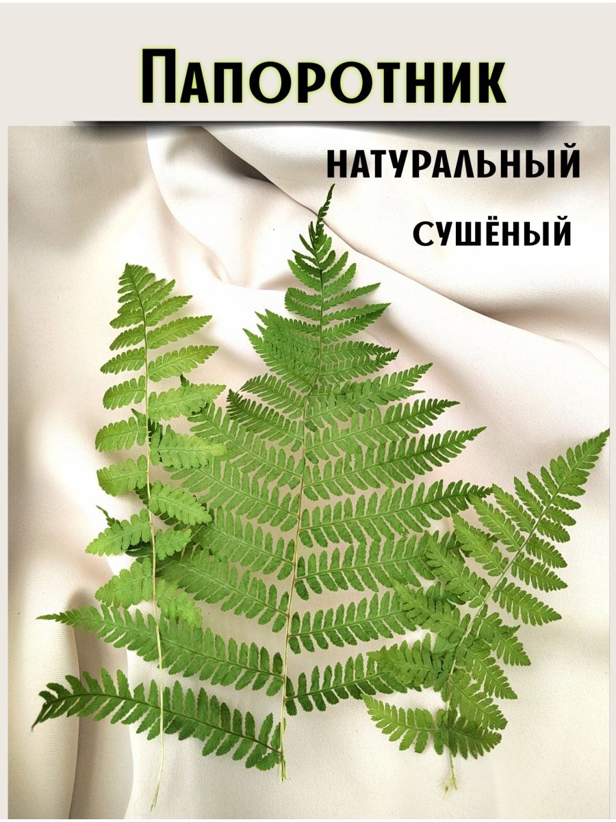 Сушим папоротник. Стабилизированный папоротник. Папоротник сушеный для приворот.