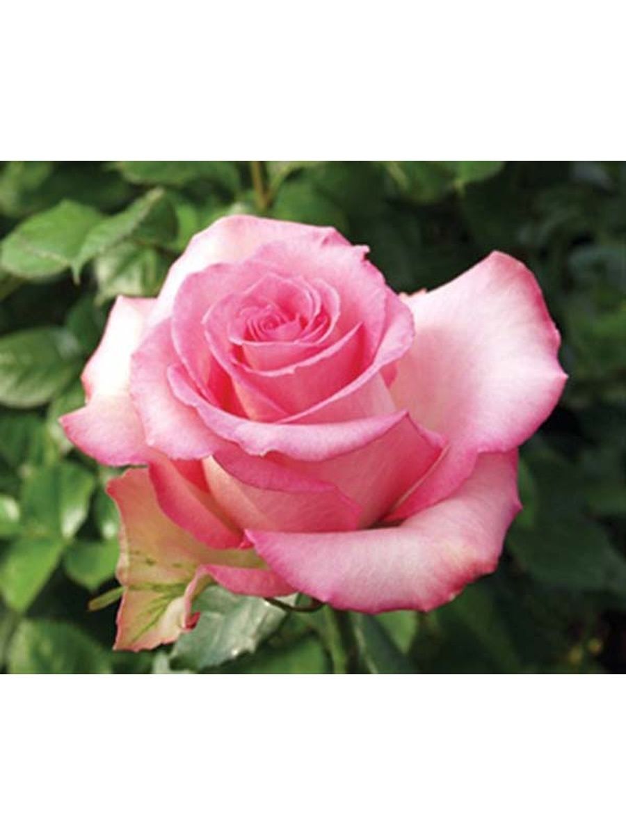 paulina роза эквадор