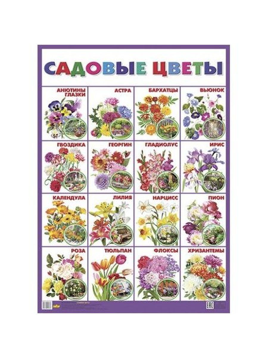 Плакат садовые цветы