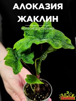 Алоказия Жаклин (Alocasia Jacklynn) D6см