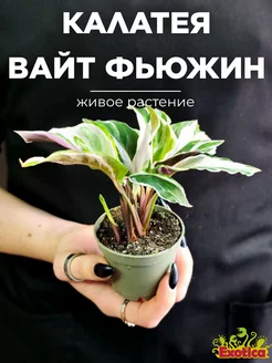 Калатея Вайт Фьюжин (Calathea White Fusion) D6см