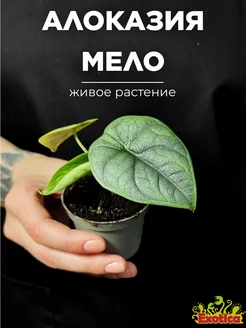 Алоказия Мело (Alocasia Melo) D6см