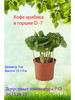 Кофе Арабика живое растение в горшке бренд Это наш сад 2 продавец Продавец № 1216206