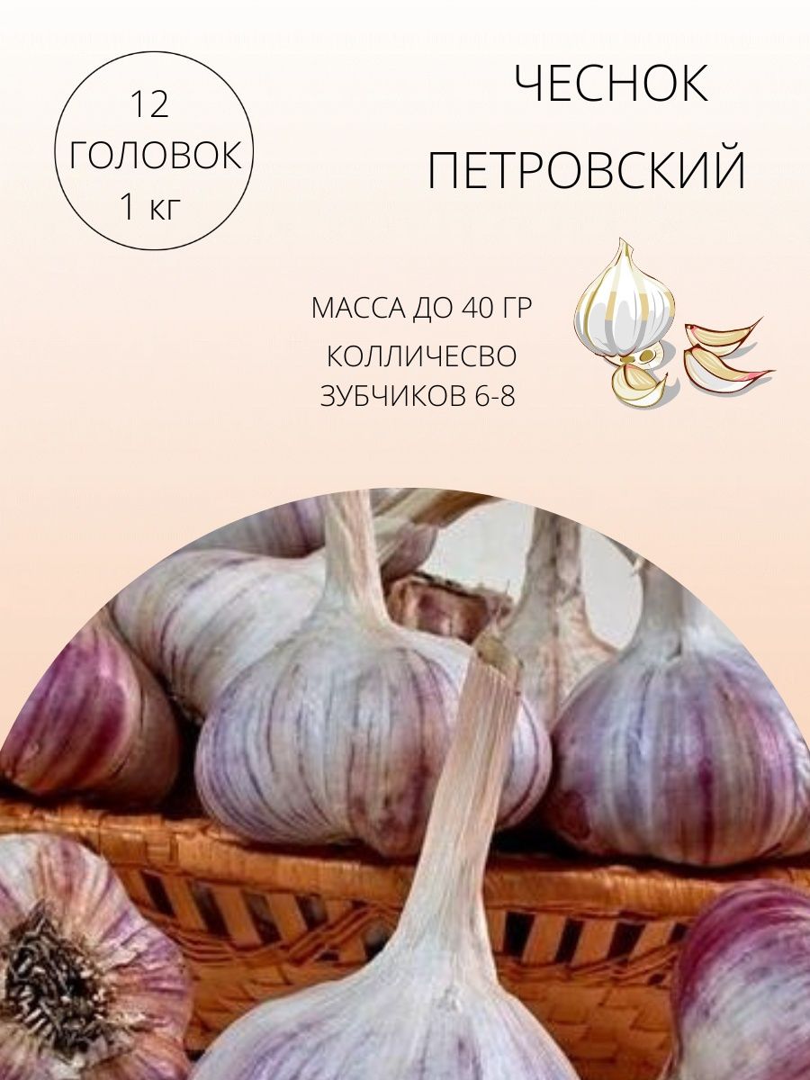 Яровой чеснок. Голландский чеснок съедобен. Амтория чесночный оригинальный. Чеснок рассказ для детей.