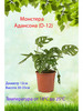 Монстера Адансона (D-12) живое растение бренд Это наш сад 2 продавец Продавец № 1216206