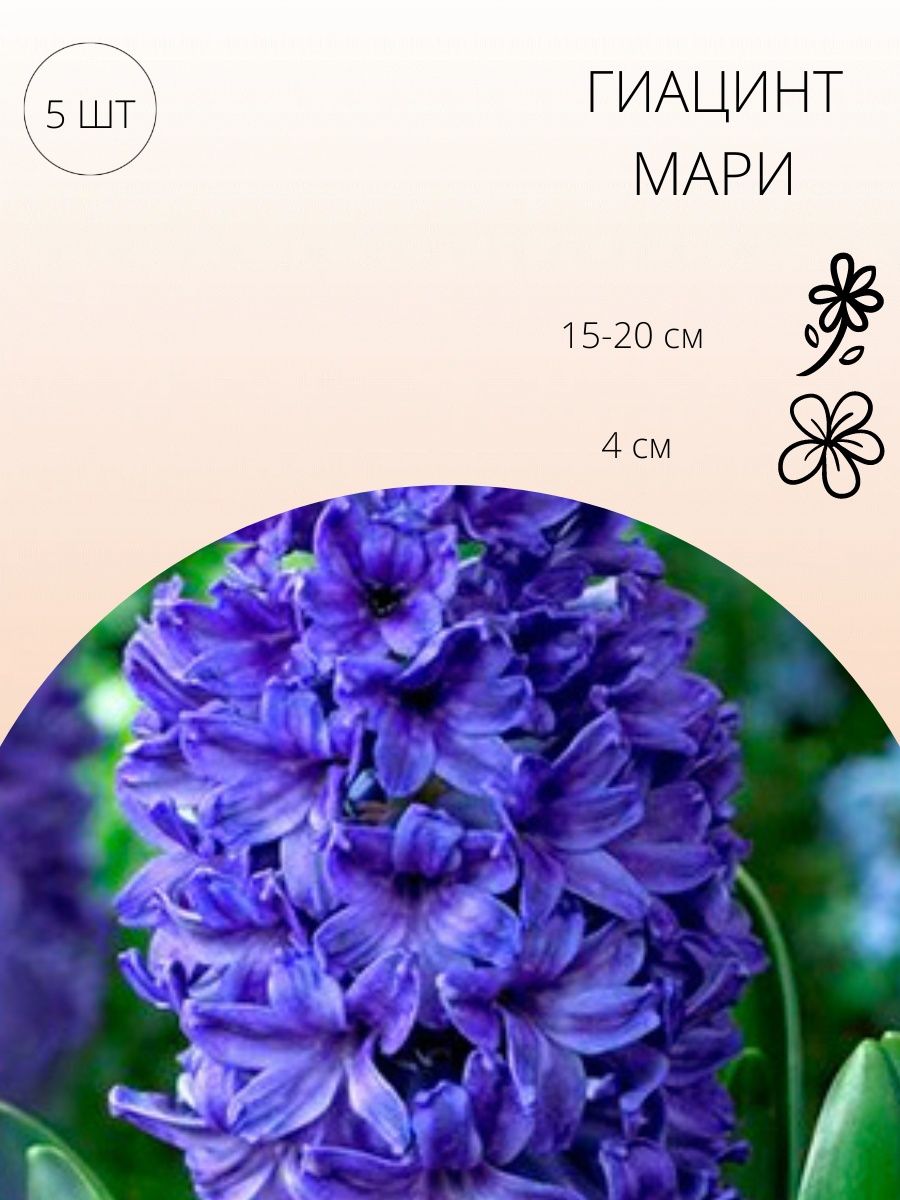 цветок гиацинта манхва на русском фото 70