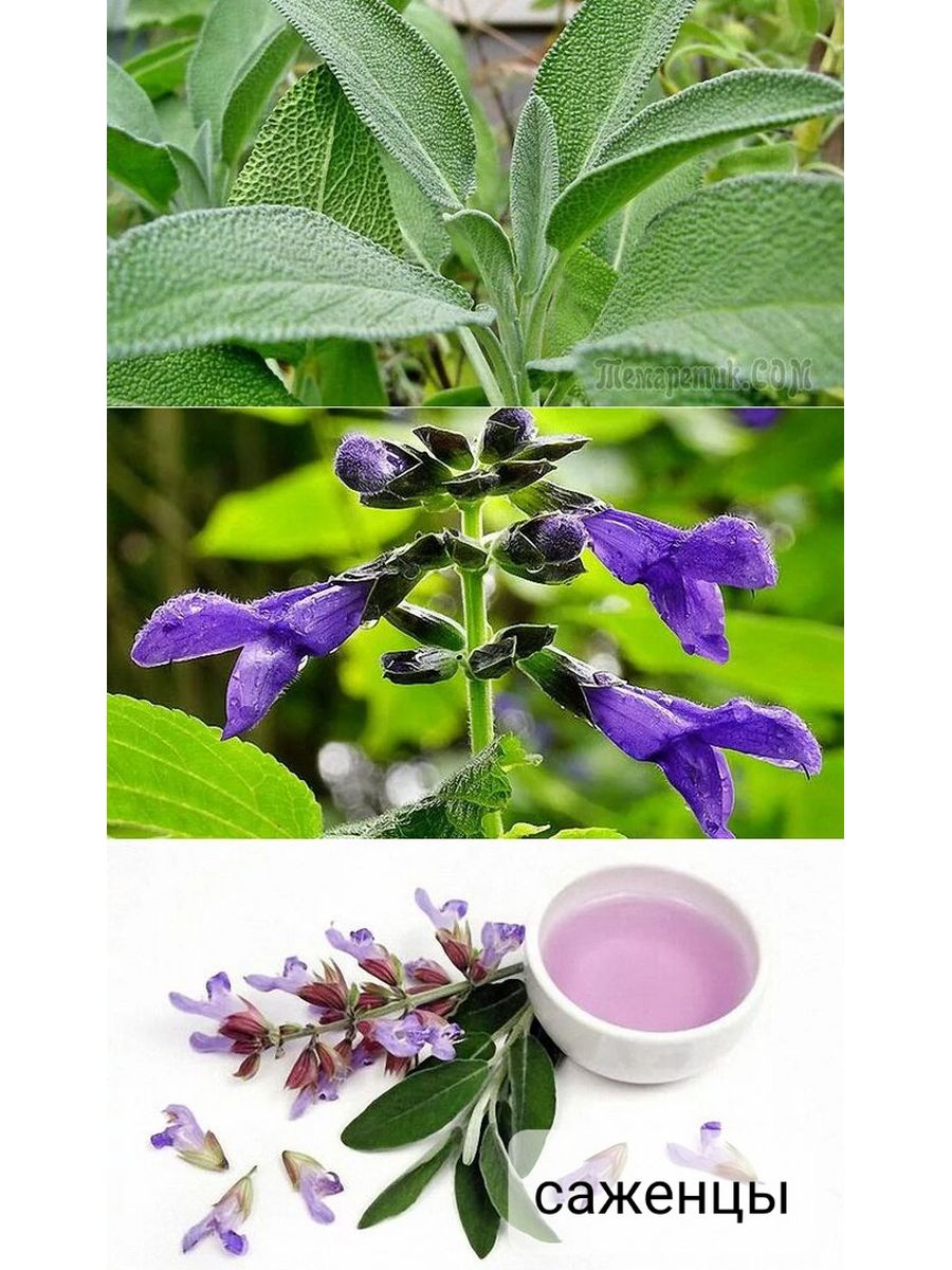 Шалфей применение. Шалфей officinalis. Шалфей лекарственный (Salvia). Алиса что такое шалфей. Бальзамический шалфей.