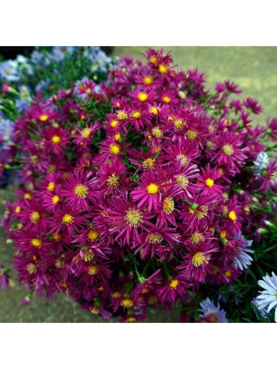 Астра новобельгийская (Aster Novi-Belgii `Royal Ruby`)