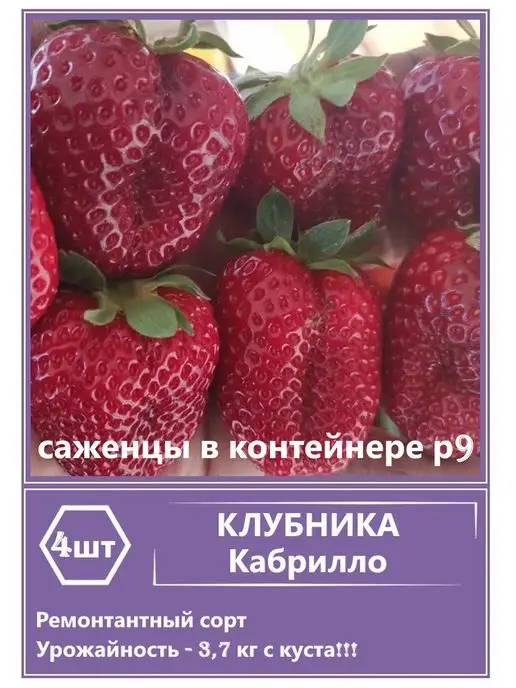 Клубника Квики 6 штук Garden Seasons 178164350 купить за 456 ₽ винтернет-магазине Wildberries