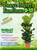 Комнатное растение Фикус Лирата Бамбино d-12 бренд Это наш сад 2 продавец Продавец № 1216206