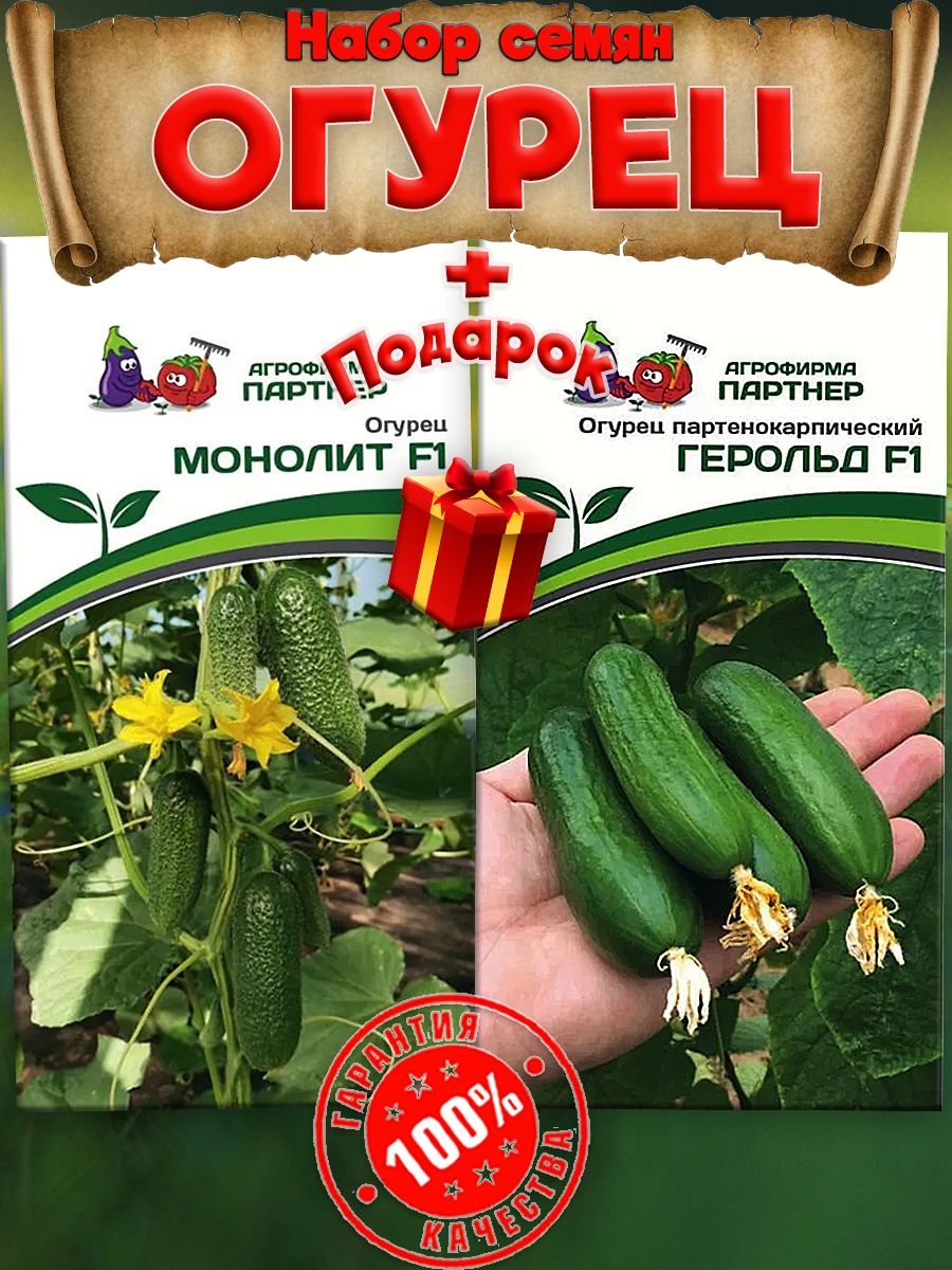 Огурцы монолит. Огурец монолит f1. Партнер огурец монолит. Огурец монолит фото. Огурец гармонист f1 10шт уд.семена.