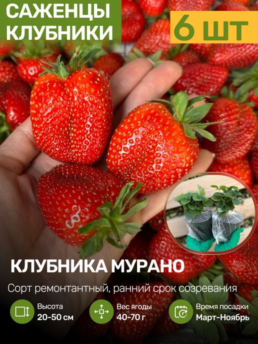 Саженцы клубники мурано. Клубника Мурано рассада. Сорт Мурано. Земляника Мурано сколько весит ягода.