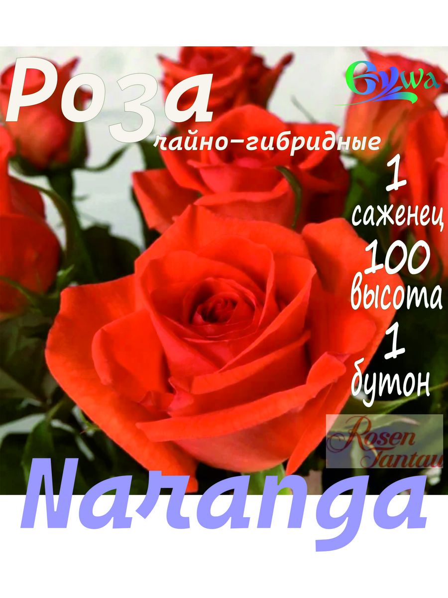 Питомник роз гарант. Роза Наранга плетистая. Роза Наранга Тантау. Роза Наранга Rosa Naranga. Роза чайно-гибридная (Rosa Naranga) Окс.