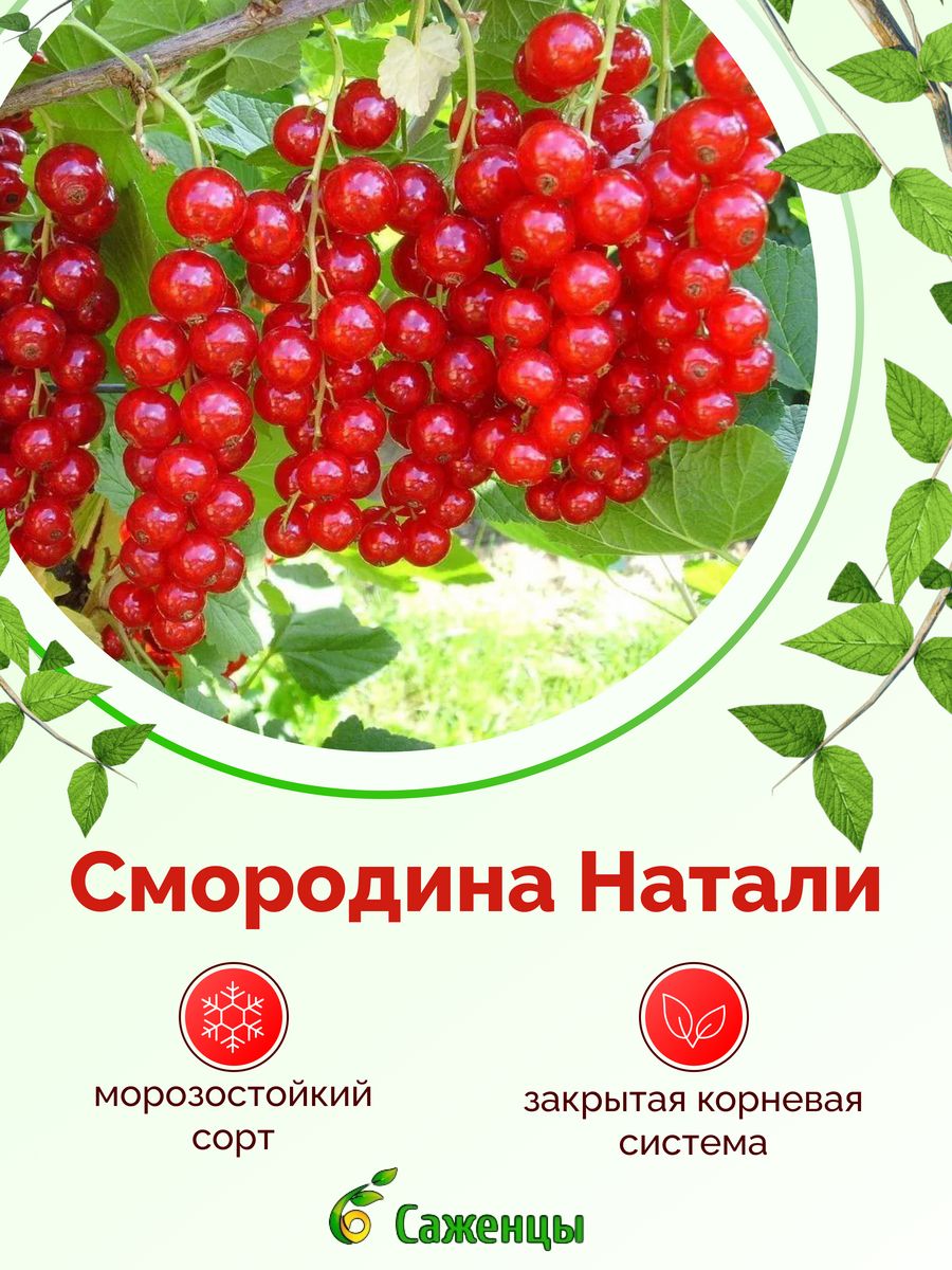 Смородина натали красная описание сорта фото отзывы. Смородина Натали. Смородина Натали описание сорта. Смородина красная Натали. Смородина красная Натали описание сорта.