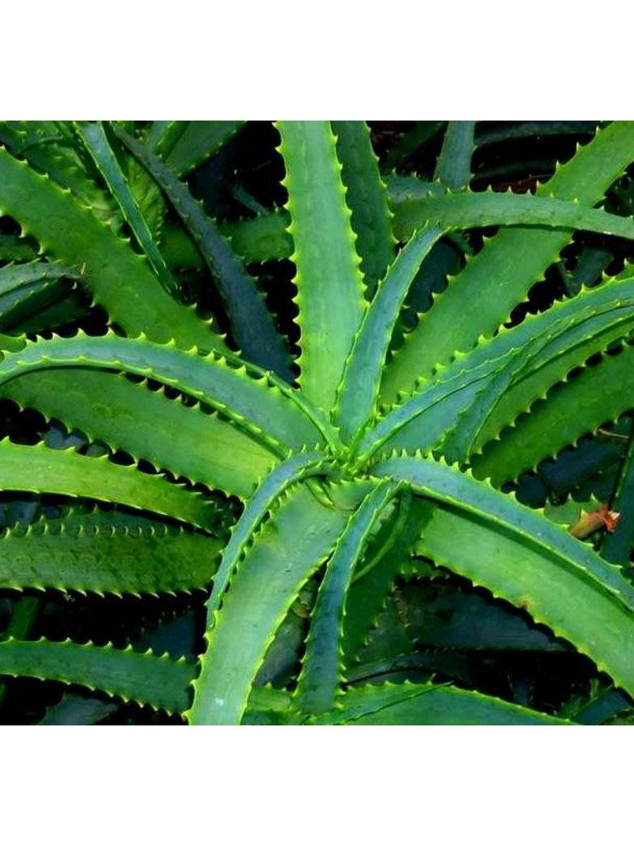 2. Aloe arborescens. Алоэ лекарь растение. Aloe Gulu.