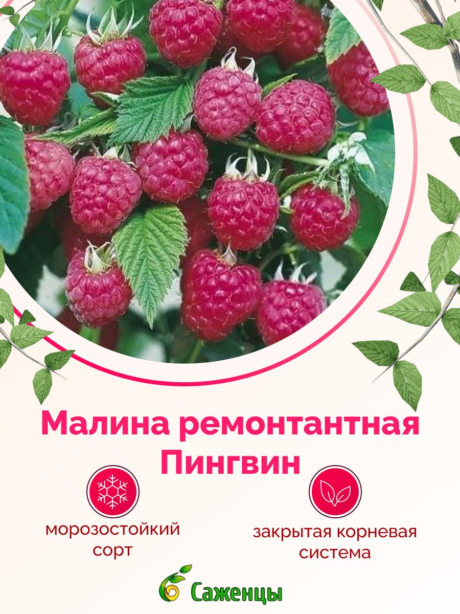 Малиновый пингвин. Малина Пингвин. Малина Метеор. Малина Метеор описание.