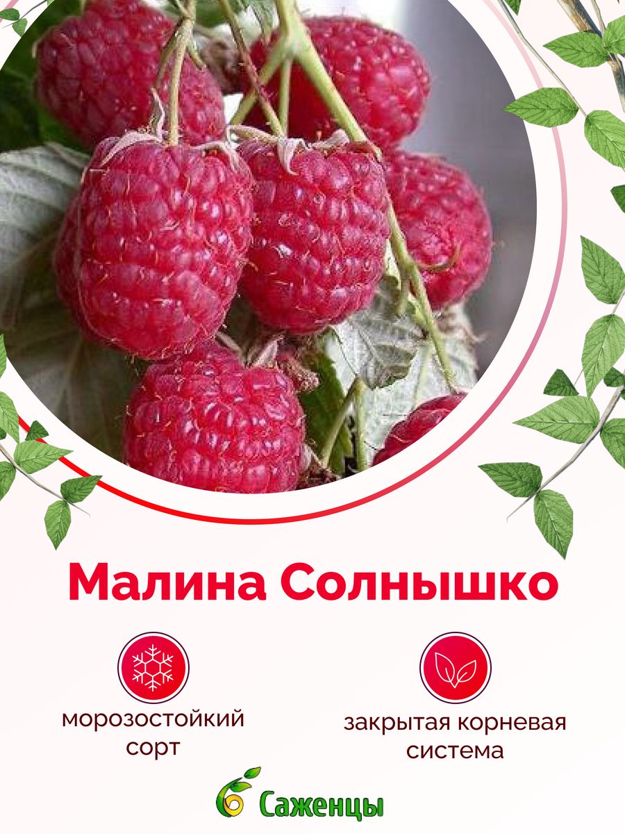 Малина солнце. Малина сказка.