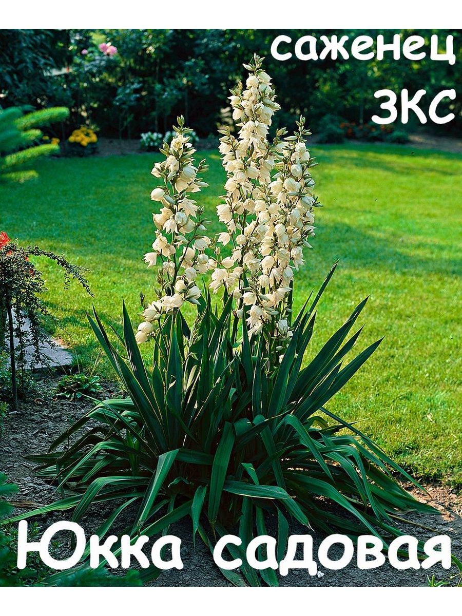 Цветок юкка фото. Юкка нитчатая Садовая. Юкка нитчатая (Yucca). Юкка нитчатая это садовое растение ?. Юкка нитчатая филаментоза.