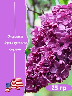 Отдушка "Французская сирень" 25 гр