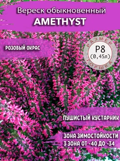 Вереск обыкновенный Amethyst