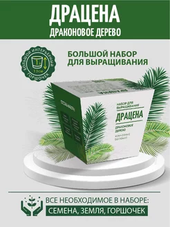 Набор для выращивания "Комнатные растения. Драцена"