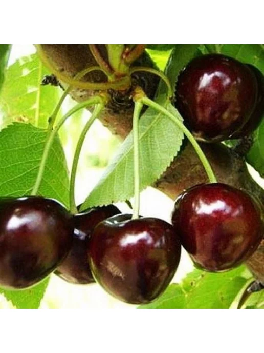 Черешня саженцы многолетних фруктовых деревьев Радуга цветов 175750616купить за 340 ₽ в интернет-магазине Wildberries