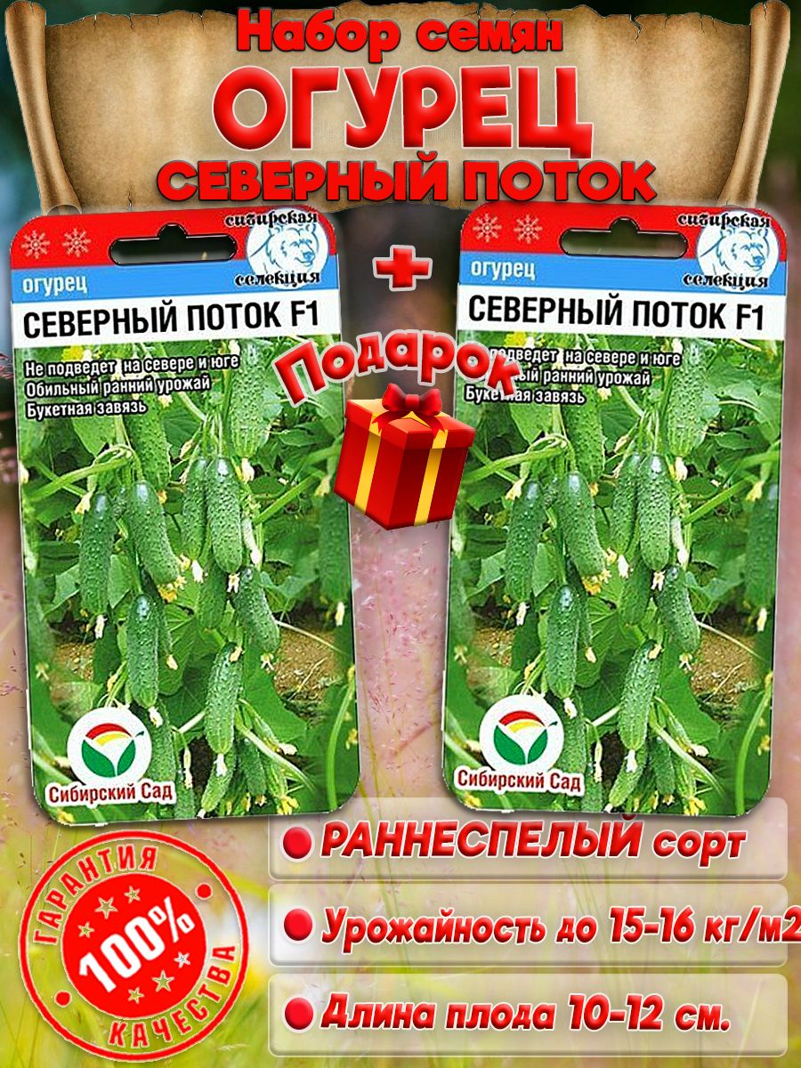 Огурец Сибирский букет.