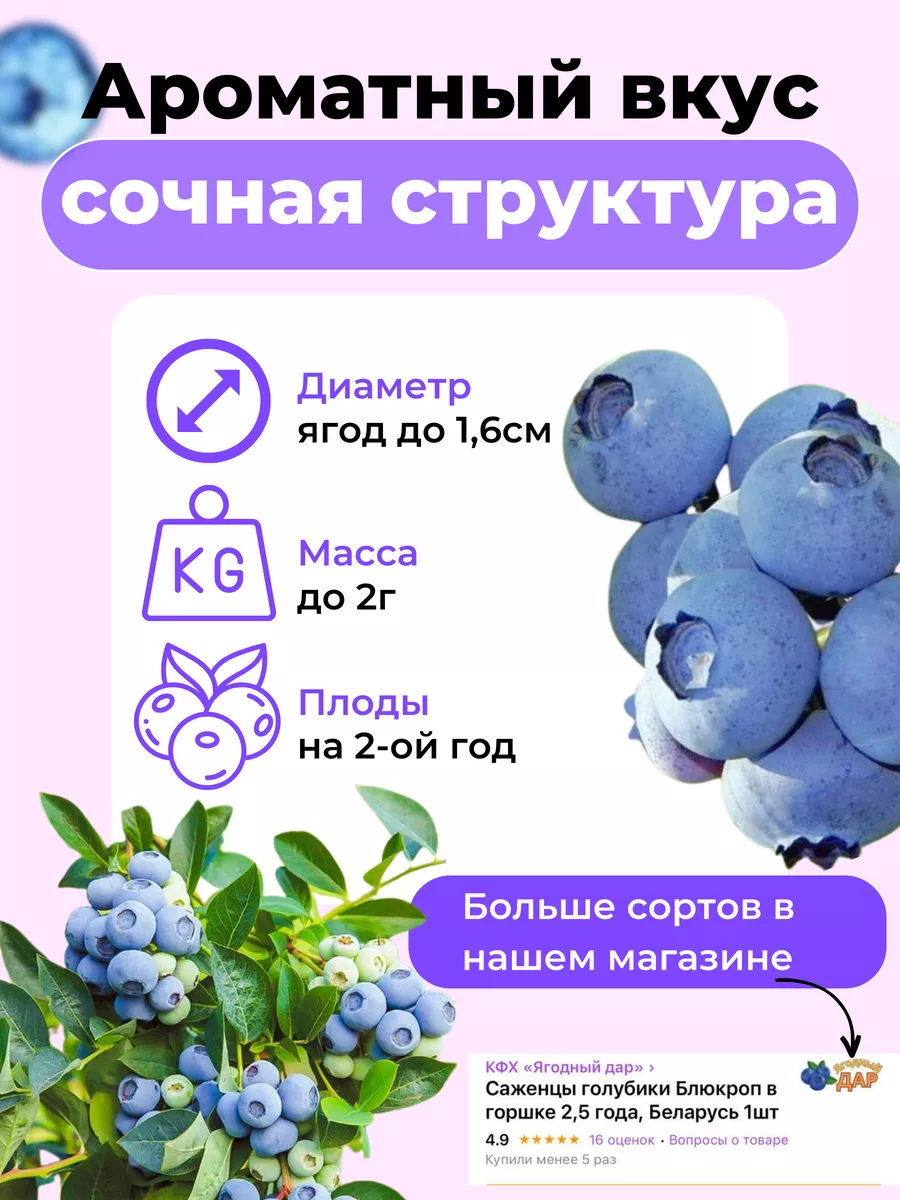 Голубика пуру описание – Telegraph