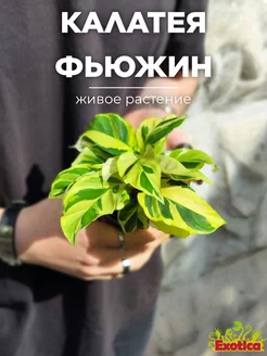 Калатея Йеллоу Фьюжин (Calathea Yellow Fusion) D6см