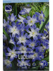 Хионодокса Люцилии (Chionodoxa luciliae), 25 шт бренд J.W.A. Lefeber продавец Продавец № 443532