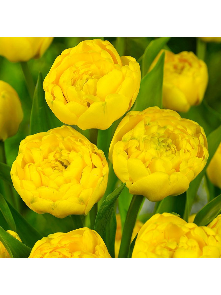 yellow pomponette тюльпан фото