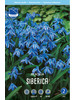 Сцилла Сибирская (Scilla siberica), 20 шт бренд J.W.A. Lefeber продавец Продавец № 443532