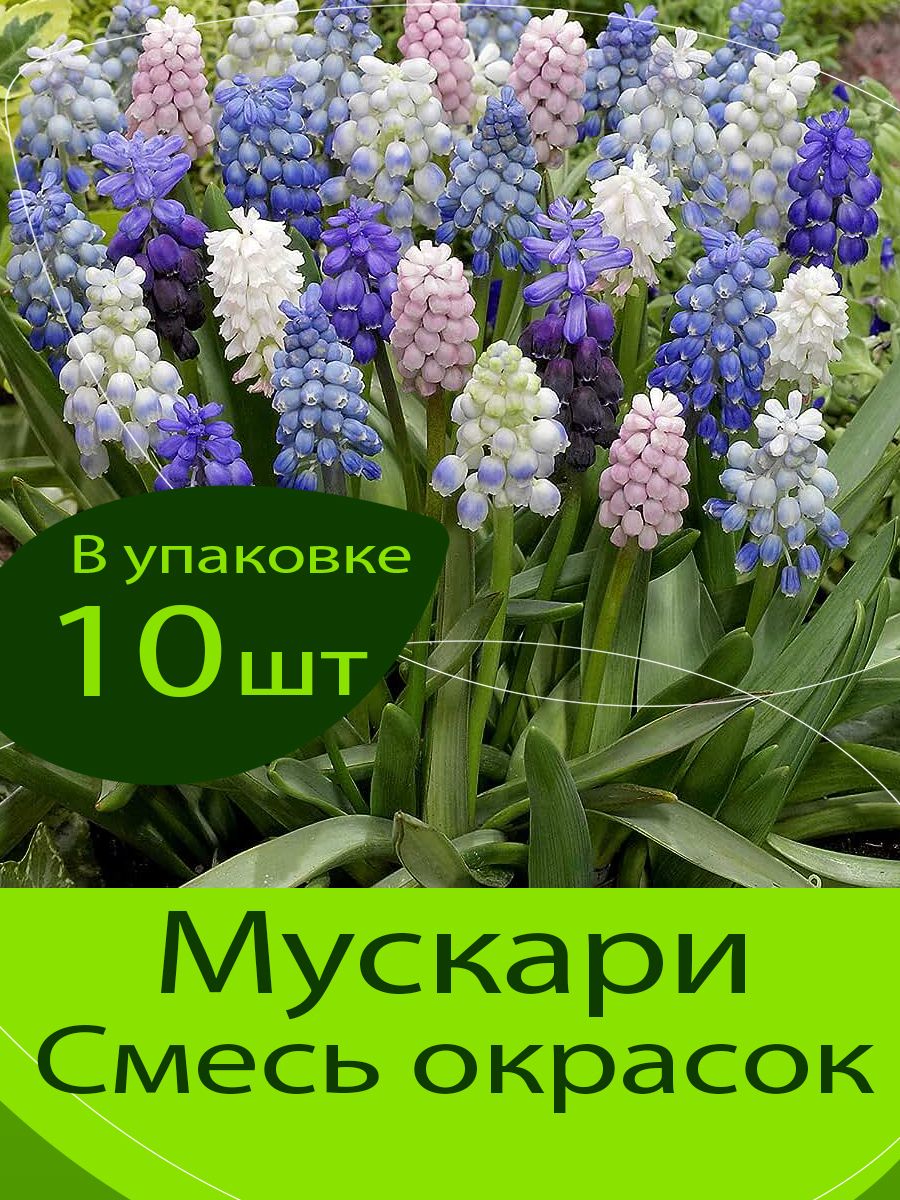 Мускари Латифолиум