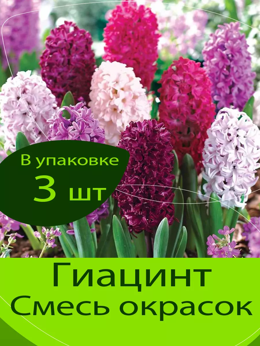 Гиацинты: выращивание в саду, виды и сорта