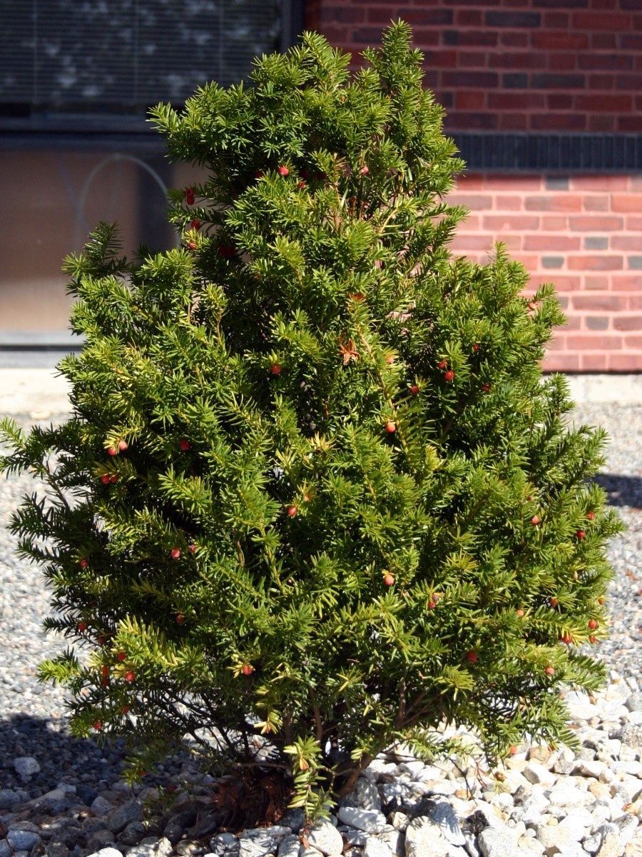 Тис дерево. Тис ягодный Taxus baccata. Тисс ягодный (Taxus baccata. Тис (Тисс) ягодный. Тис ягодный (Taxus baccata p9).