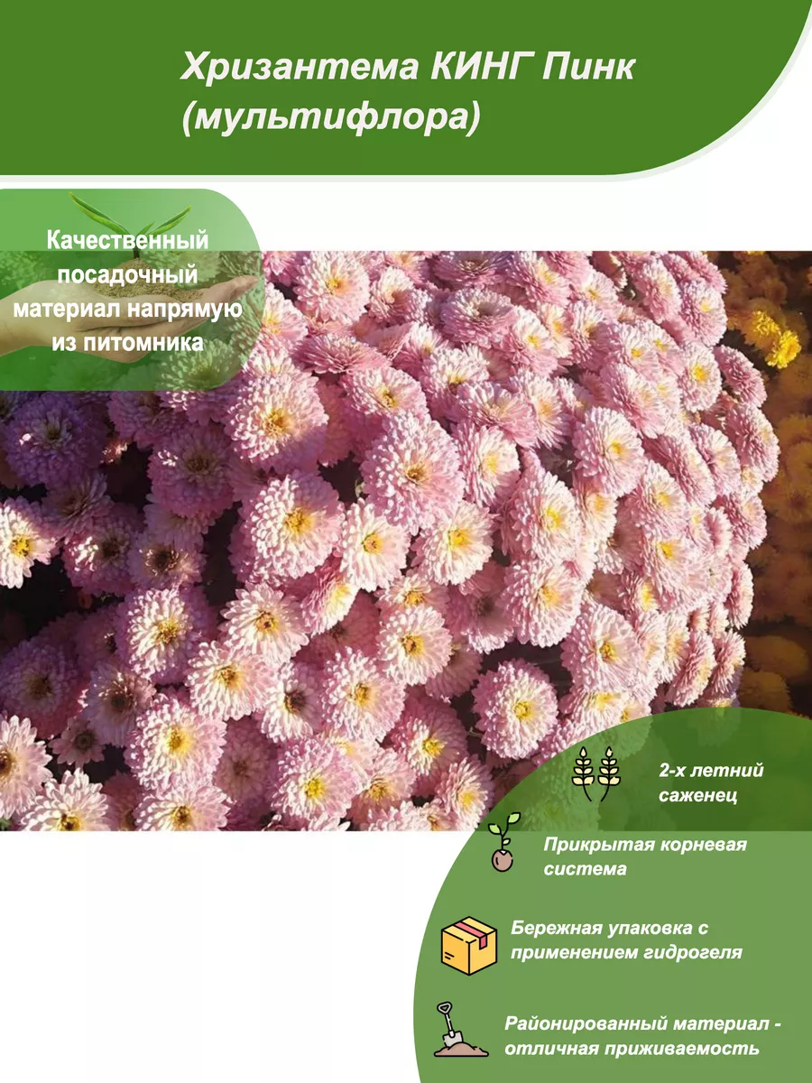 Черри роуз томат. Томат тысяча цветов желтый. Хризантема мультифлора шаровидная клумба. Дастин пинк хризантема мультифлора. Хризантема мультифлора семена.