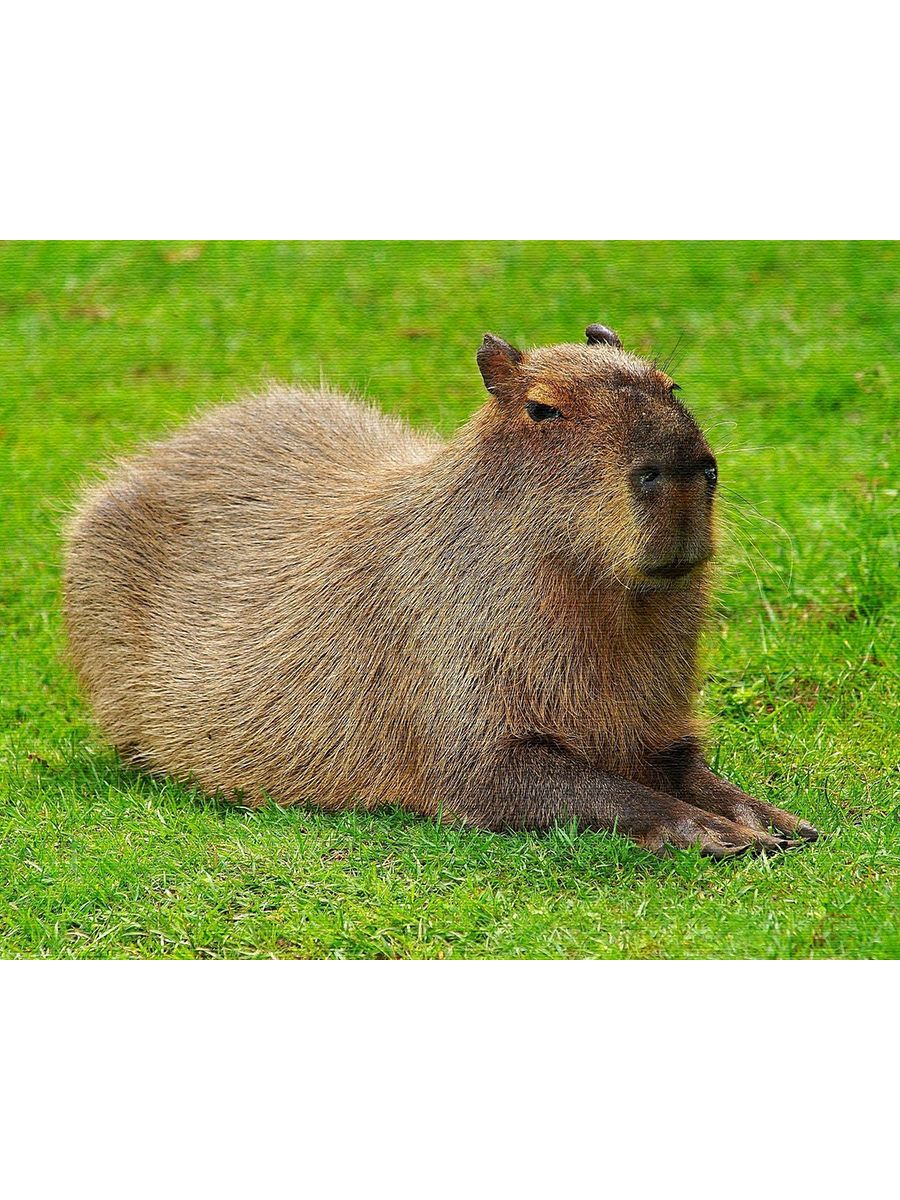 Capybara rock rust фото 86