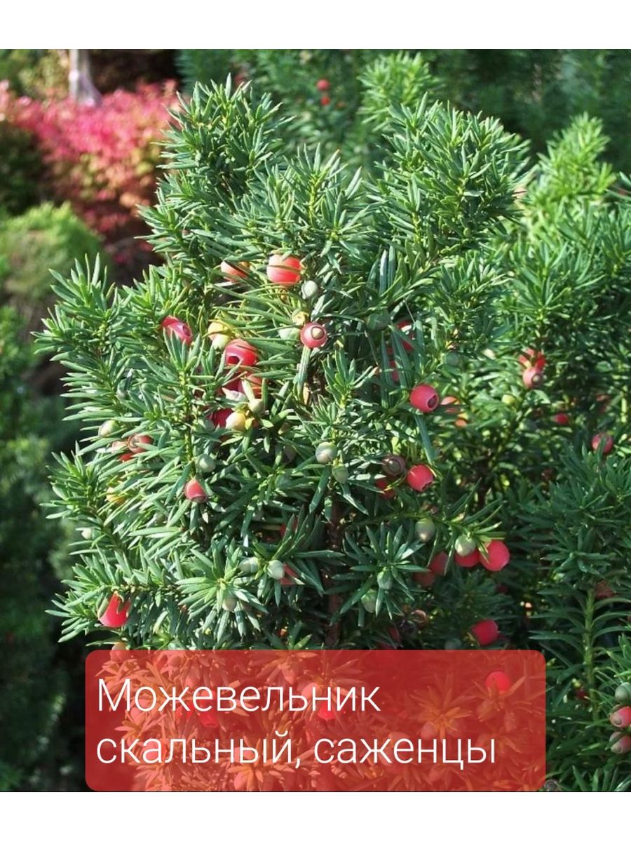 Тис фото и описание. Тисс ягодный (Taxus baccata. Тис ягодный (Taxus baccata p9). Тис ягодный (Taxus baccata David p9). Можжевельник Тисс.